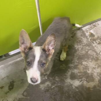 Collie and Mixed Breed Dogs Available for Adoption in Spokane, Washington - Wendy | PetCurious