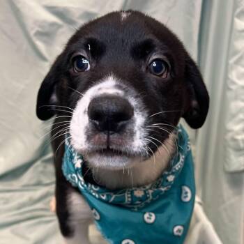 Mixed Breed Dogs Available for Adoption - Rye | PetCurious