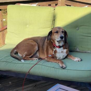 Hound Dogs Available for Adoption - Mason | PetCurious