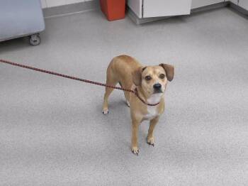 SPORK -  Beagle and Mixed Breed Dog for Adoption in Omaha, Nebraska - SPORK | PetCurious