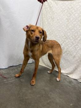 RABBIT -  Labrador Retriever Dog for Adoption in Rosenberg, Texas - RABBIT | PetCurious