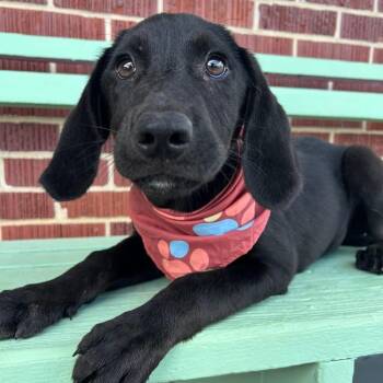 Boone in NH. Come Meet our Adoptable Dogs Wednesday-Saturday. Mo -  Black Labrador Retriever Dog for Adoption in Manchester, New Hampshire - Boone In NH. Come Meet Our Adoptable Dogs Wednesday-Saturday. Mo | PetCurious