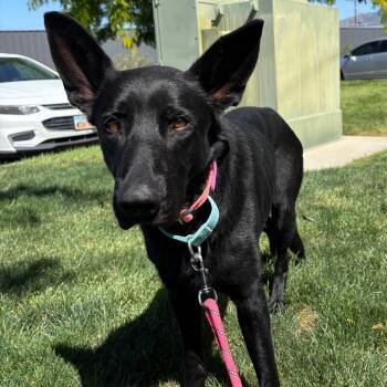 Atlas -  German Shepherd Dog Dog for Adoption in Murray, Utah - Atlas | PetCurious