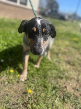 Black And Tan Coonhound and Australian Cattle Dog Blue Heeler Dogs Available for Adoption in Dickson, Tennessee - Birdy | PetCurious