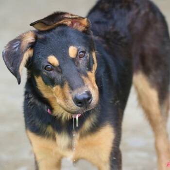 Mixed Breed Dogs Available for Adoption in Buffalo, Minnesota - Moe | PetCurious