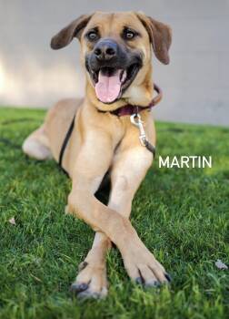 Weimaraner and Belgian Shepherd Malinois Dogs Available for Adoption in Los Angeles, California - Martin | PetCurious