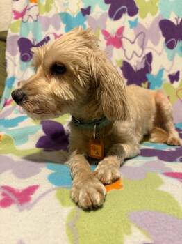 Macha -  Poodle and Golden Retriever Dog for Adoption in Mukwonago, Wisconsin - Macha | PetCurious