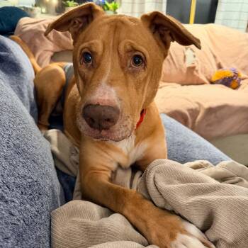 Arthur -  Retriever and American Staffordshire Terrier Dog for Adoption in Martinez, California - Arthur | PetCurious