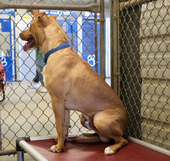 Rescue Pit Bull Terrier Dogs for Adoption in Pierre, South Dakota - Winston | PetCurious