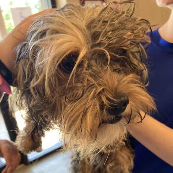 Bennie -  Yorkshire Terrier Dog for Adoption in Blue Ridge, Georgia - Bennie | PetCurious