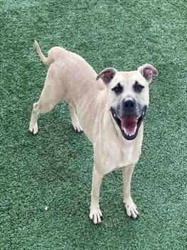 JET -  Mixed Breed Dog for Adoption in Palmetto, Florida - JET | PetCurious