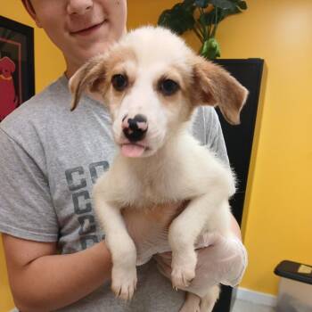 Luigi -  Jack Russell Terrier Dog for Adoption in Clarksdale, Mississippi - Luigi | PetCurious