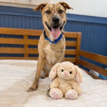 Labrador Retriever and Pit Bull Terrier Dogs Available for Adoption in Friendswood, Texas - Wes Anderson Welcome Wagon | PetCurious