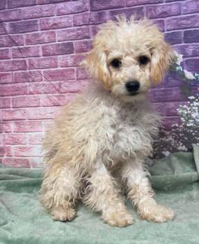 Cassidy -  Poodle Dog for Adoption in Sedalia, Colorado - Cassidy | PetCurious