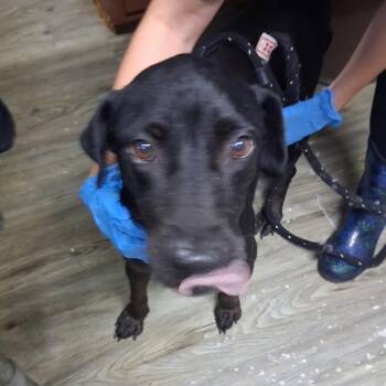 Eleanor -  Black Labrador Retriever Dog for Adoption in Summerville, South Carolina - Eleanor | PetCurious
