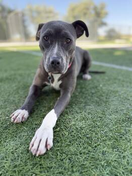 Dove -  Labrador Retriever and Pit Bull Terrier Dog for Adoption in Ulysses, Kansas - Dove | PetCurious