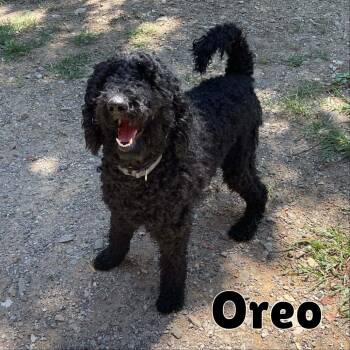 Oreo -  Standard Poodle and Mixed Breed Dog for Adoption in Oak Ridge, Tennessee - Oreo | PetCurious