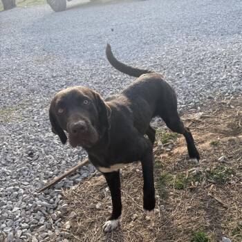 Chocolate Labrador Retriever Dogs Available for Adoption - Laurenzo | PetCurious