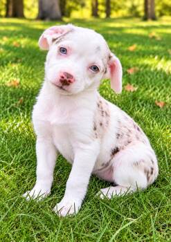 Cooper -  Australian Shepherd and Chihuahua Dog for Adoption in New Baltimore, Michigan - Cooper | PetCurious