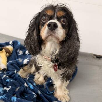 Murphy -  Cavalier King Charles Spaniel Dog for Adoption in Wadena, Minnesota - Murphy | PetCurious