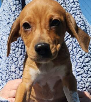 Chihuahua and Beagle Dogs Available for Adoption - Charlie Brown | PetCurious