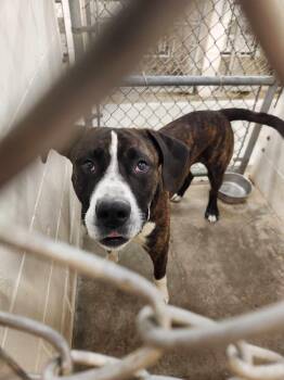 American Staffordshire Terrier Dogs Available for Adoption - Duke | PetCurious