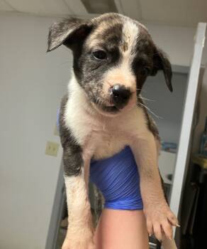 Rescue Mixed Breed Dogs for Adoption in Lockhart, Texas - Forest | PetCurious