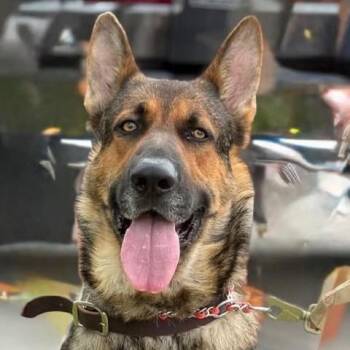 Daniel -  German Shepherd Dog Dog for Adoption in Caldwell, Texas - Daniel | PetCurious