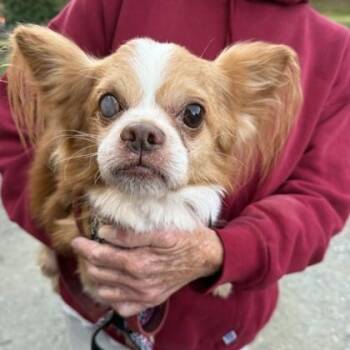 Rescue Chihuahua and Papillon Dogs for Adoption in Phoenixville, Pennsylvania - Lucas | PetCurious