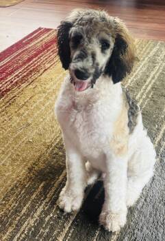 Skippy -  Standard Poodle Dog for Adoption in St. Augustine, Florida - Skippy | PetCurious