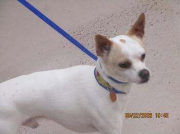 (319) -  Chihuahua Dog for Adoption in Marietta, Georgia - (319) | PetCurious