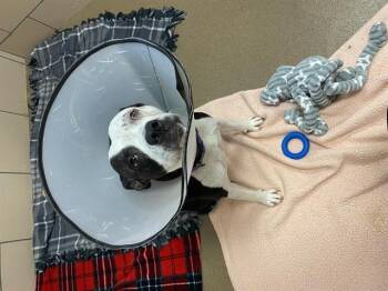 BELLA -  Pit Bull Terrier Dog for Adoption in Fort Wayne, Indiana - BELLA | PetCurious