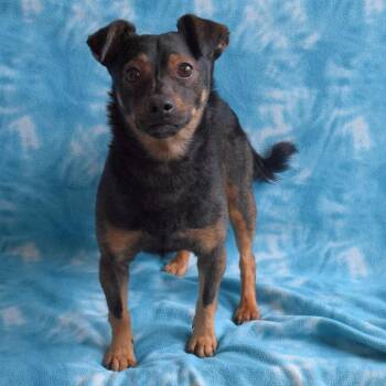 Chihuahua Dogs Available for Adoption in Eureka, California - Arlo | PetCurious