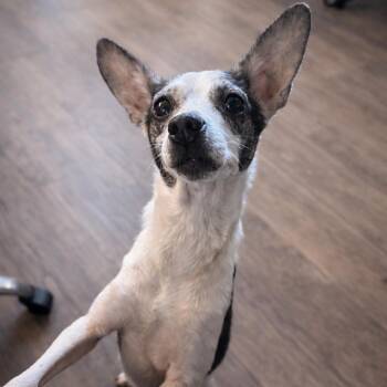 Mixed Breed Dogs Available for Adoption - Honey | PetCurious