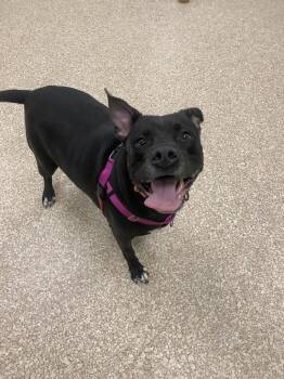 Rescue Labrador Retriever and Mixed Breed Dogs for Adoption - Shadow | PetCurious