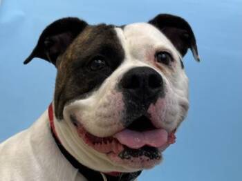 Diamond -  American Bulldog and Mixed Breed Dog for Adoption in Woodbury, Minnesota - Diamond | PetCurious