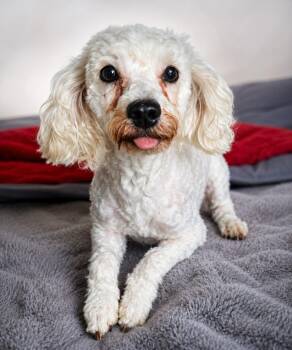 Biscuit -  Poodle Dog for Adoption in Warren, Michigan - Biscuit | PetCurious