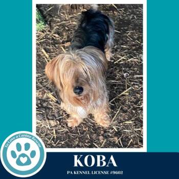 Yorkshire Terrier and Poodle Dogs Available for Adoption in Kimberton, Pennsylvania - Koba 041126 | PetCurious