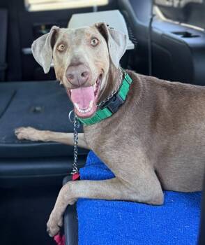 Sash -  Weimaraner and Doberman Pinscher Dog for Adoption in Ramona, California - Sash | PetCurious