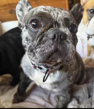 French Bulldog Dogs Available for Adoption - Dottie | PetCurious