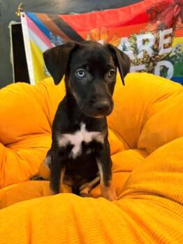 Lil Crowe -  Terrier Dog for Adoption in Candler, North Carolina - Lil Crowe | PetCurious