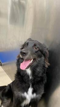 Bigfoot -  Border Collie and Mixed Breed Dog for Adoption in North Richland Hills, Texas - Bigfoot | PetCurious