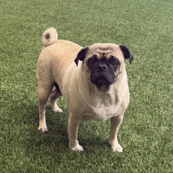 Dolly -  Pug Dog for Adoption in Burlingame, California - Dolly | PetCurious