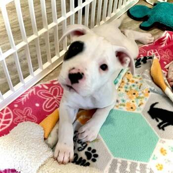 Rescue Mixed Breed Dogs for Adoption in Williston, Florida - Phoebe | PetCurious