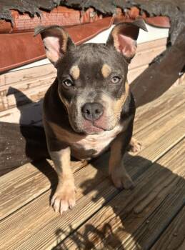 Xe-Xe -  American Bully Dog for Adoption in Gainesville, Georgia - Xe-Xe | PetCurious
