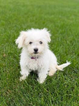 Poppy -  Maltese Dog for Adoption in Ephrata, Washington - Poppy | PetCurious