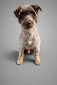 Miniature Schnauzer Dogs Available for Adoption in Greenville, North Carolina - Rambo | PetCurious