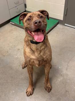 Rescue English Bulldog Dogs for Adoption in Mason City, Iowa - Kane | PetCurious