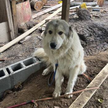 Mixed Breed Dogs Available for Adoption - Grey | PetCurious