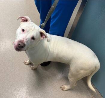 Labrador Retriever and Pit Bull Terrier Dogs Available for Adoption in Newton, North Carolina - MILO | PetCurious